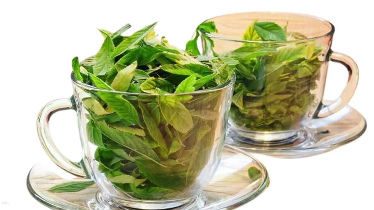 Moringa Tea