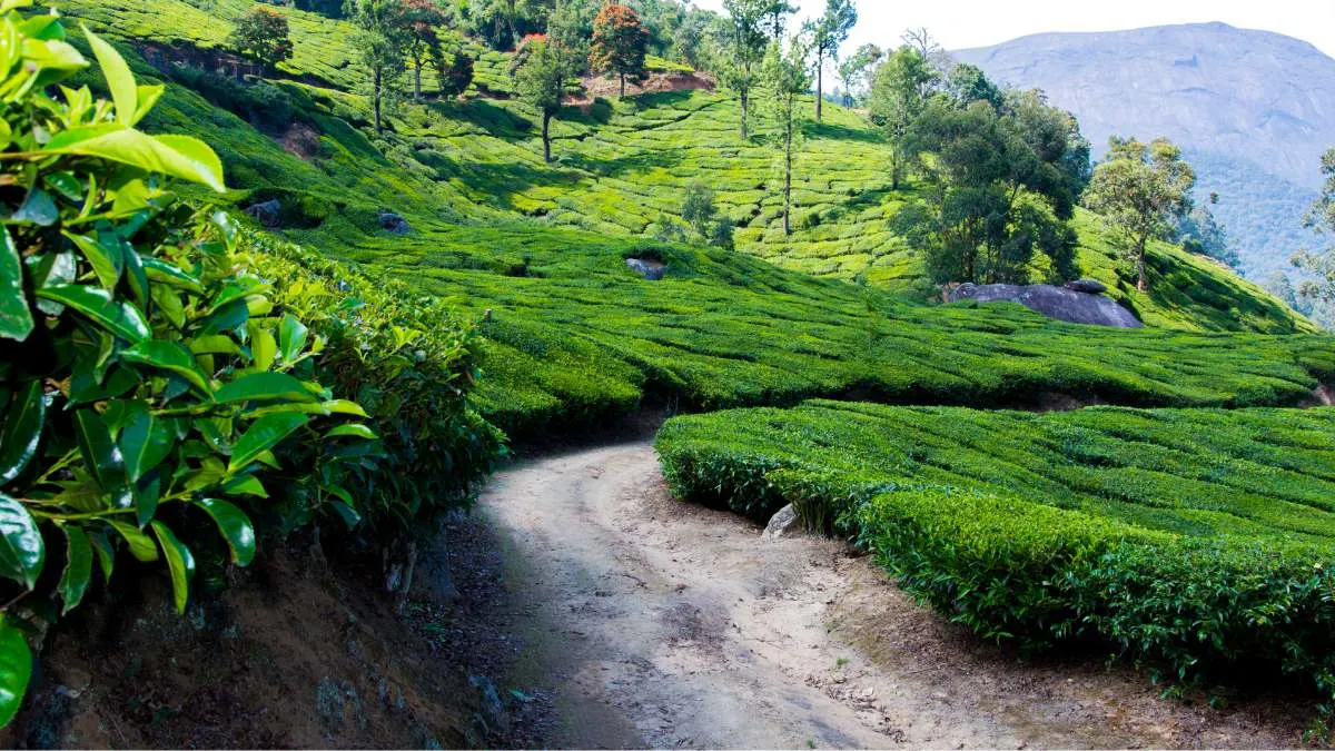 Tea Plantation In Munnar