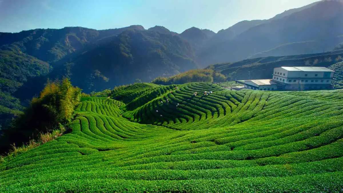 Wujiatai Tea Garden China