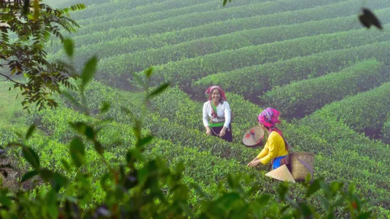 Tea Plantations
