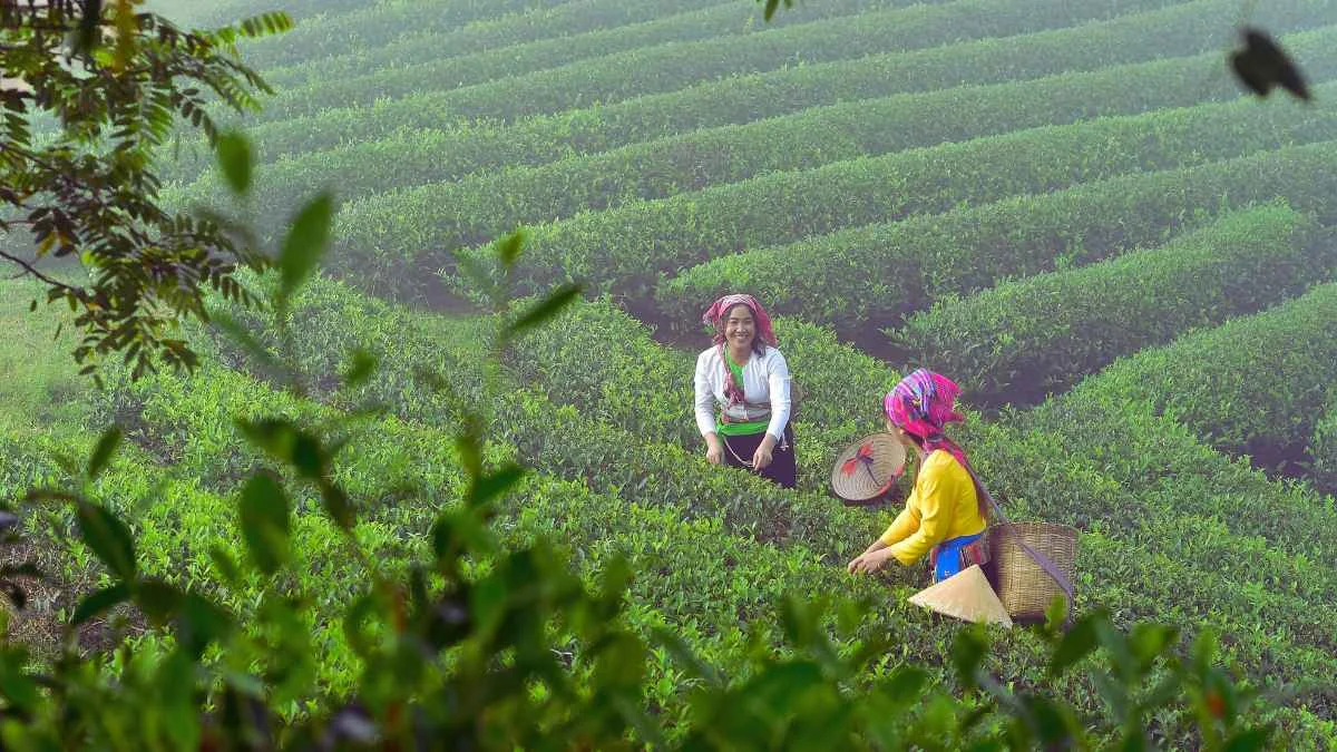 Tea Plantations